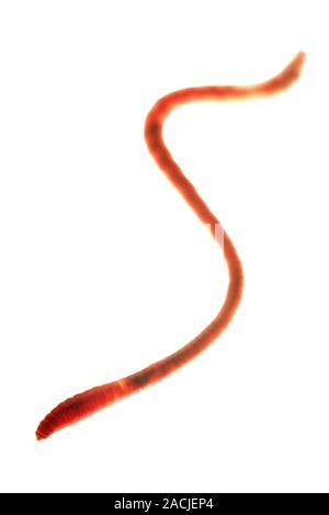 Earthworm (order Haplotaxida). This is an annelid worm that inhabits soil, feeding on organic material. Earthworms are highly beneficial as their move Stock Photo