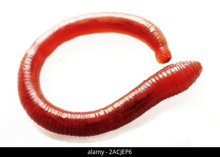 Earthworm (order Haplotaxida). This is an annelid worm that inhabits soil, feeding on organic material. Earthworms are highly beneficial as their move Stock Photo