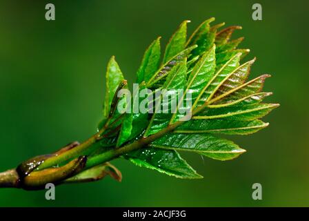Ash (Fraxinus excelsior) leaves emerging. Leaves of the European ash tree breaking from bud. Photographed in Dorset, UK, in May. Stock Photo