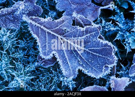 Frost-covered oak (Quercus sp.) leaf. Photographed in Dorset, UK, January. Stock Photo