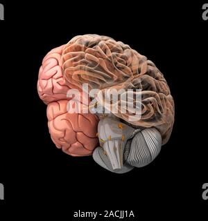 Human brain. 3D computer artwork of a normal human brain. Stock Photo