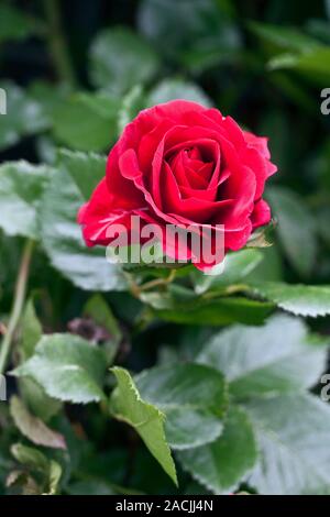 Rose (Rosa 'Sympathie') flowering in Summer. Stock Photo