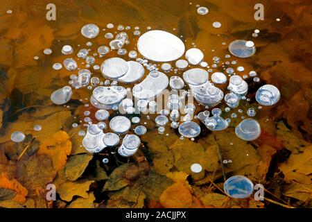 Bubbles of methane from decomposing leaves under ice. Stock Photo