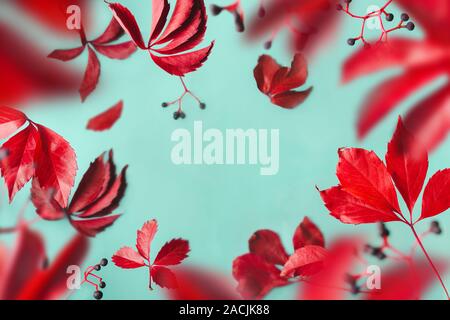 Purple leaves and blue berries levitate on blue background. Transparent airy autumn frame, copy space. Stock Photo