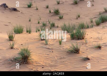 Desert at sunset brings out yellow colored sand with a small groups of desert grass and plants growing after rains in Ras al Khaimah, in the United Ar Stock Photo