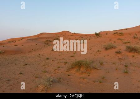 Desert at sunrise brings out orange colored sand with a small groups of desert grass and plants growing after rains in Ras al Khaimah, in the United A Stock Photo