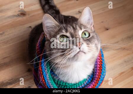 Cute cat in a knitted multi-colored scarf prepared for the cold winter and looks with beautiful green eyes. Stock Photo