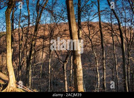 Beautiful sky and clouds over a forest with trees without leaves, on top of a hill, on a sunny autumn day Stock Photo