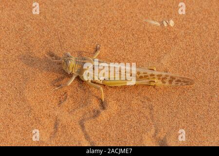 Egyptian Grasshopper (Anacridium aegyptium) sitting in the evening sunshine sand in the United Arab Emirates Stock Photo