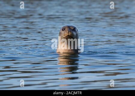 In Elkhorn Slough (north of Monterey, California) a curious harbor seal (Phoca vitulina) looks at the photographer. Stock Photo
