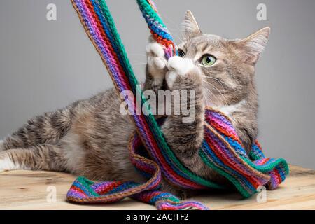 Lazy, fat cat lies on a wooden table and plays with a knitted, multi-colored scarf. Stock Photo