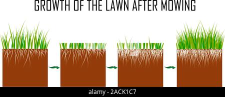 Steps of the lawn mowing process - before and after, lawn grass care services, gardening and landscape design, separate illustrations for articles Stock Vector