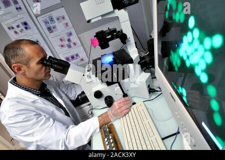Blood type modification. Modified blood cells being viewed under a microscope. These cells have had their blood types modified using gene transfer tec Stock Photo