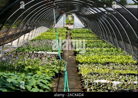 Horticultural greenhouse. Hosta flowers and various perennial flowers adapted for shady conditions (shade perennials) in a plant nursery greenhouse. P Stock Photo