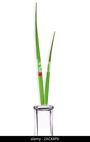 Ladybird on a blade of grass in a glass bottle. Stock Photo