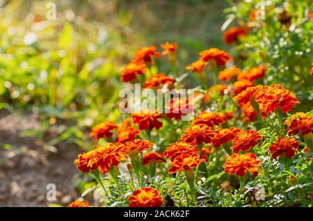 Tagetes erecta. Red marigolds flowers on a green background. Mexican marigold, Aztec marigold, African marigold. Selective focus. Close up. Stock Photo