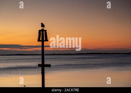 Seagull on a post at dusk at Caernarfon, North Wales coast Stock Photo