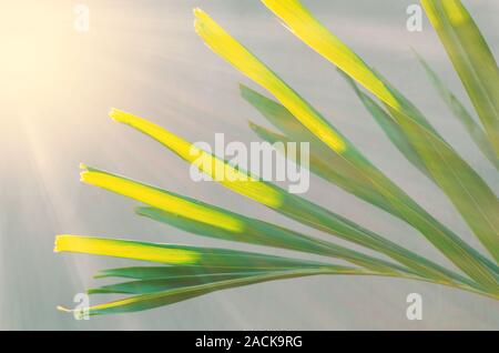 Palm leaf lit by the rays of the sun. Soft focus with motion blur.  Jungle summer. Stock Photo