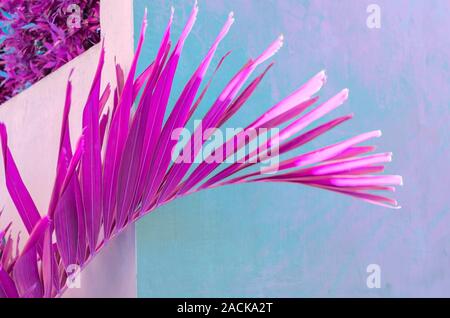 Tropical palm leaf in vibrant magenta color on neon gradient wall background. Minimal surrealism. Defocused blurred image. Abstract tropical art Stock Photo
