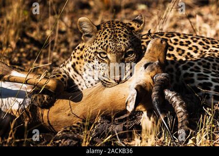 leopard-hunting-impala-impala-