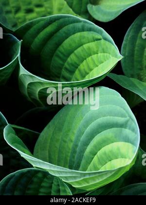 Plantain Lily (Hosta sp.) foliage. Stock Photo