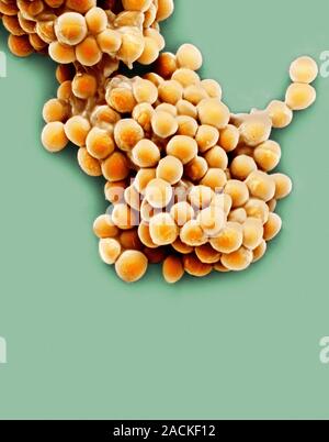 Streptococcus thermophilus bacteria, coloured scanning electron micrograph (SEM). These lactic acid bacteria are found in fermented milk products, and Stock Photo