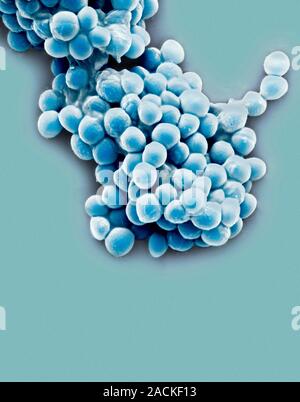 Streptococcus thermophilus bacteria, coloured scanning electron micrograph (SEM). These lactic acid bacteria are found in fermented milk products, and Stock Photo