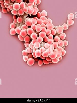 Streptococcus thermophilus bacteria, coloured scanning electron micrograph (SEM). These lactic acid bacteria are found in fermented milk products, and Stock Photo