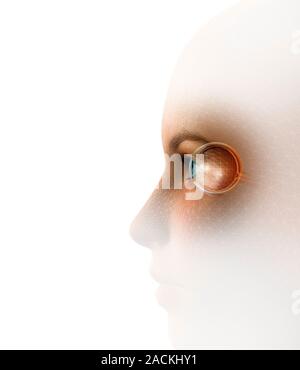 Biometric recognition, conceptual computer artwork. Stock Photo