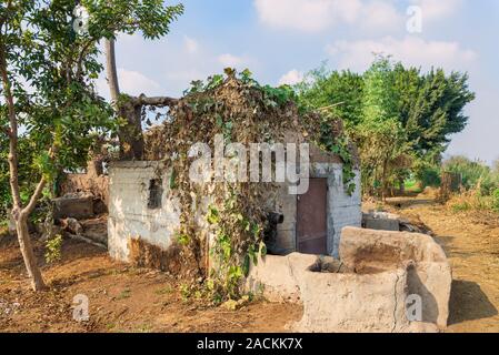 Abandoned exotic white stones bricks rocked hut with rusted iron door and window with tropical green plants on roof, surrounded by big trees at Egyptian village on sunny day Stock Photo