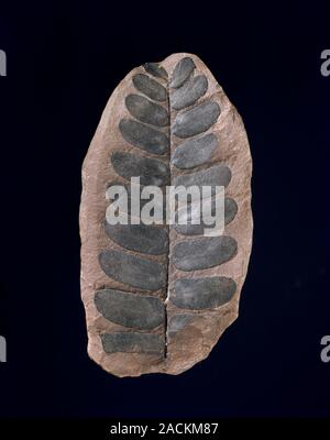 女の子向けプレゼント集結 neuropteris-fossil-plant-this- その他