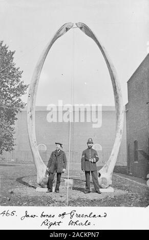 Bowhead whale (Balaena mysticetus) jaw bones. These jaw bones, each measuring approximately 4.1 metres, were part of a specimen from Lochend, Shetland Stock Photo