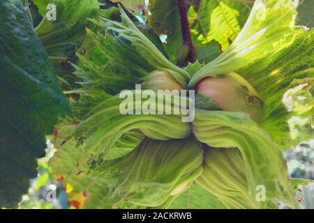 Hazelnuts on a branch. Ripening Autumn Harvest Stock Photo
