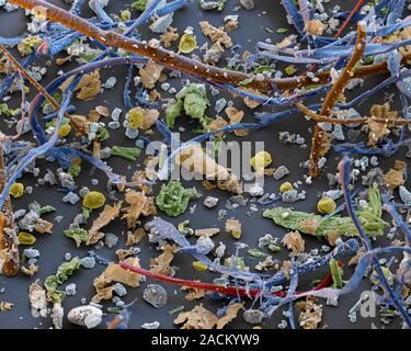 House dust. Coloured scanning electron micrograph (SEM) of a sample of dust from a living room shelf. This sample contains: cotton fibres (blue), plan Stock Photo