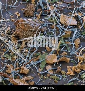 House dust. Coloured scanning electron micrograph (SEM) of a sample of dust from a bedroom. This sample contains: a spring (white), cotton fibres (blu Stock Photo
