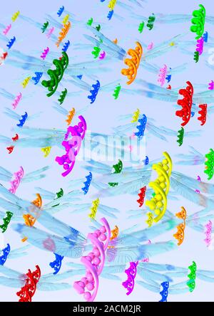 Spread of genetically modified genes, conceptual image. Computer artwork representing the possibility of genes from genetically modified animals sprea Stock Photo