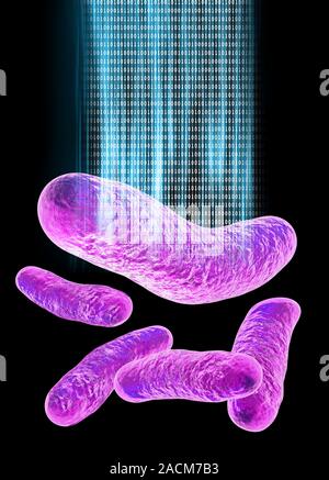 Bacterial computing, conceptual artwork. Escherichia coli bacteria (purple) with binary code data (zeros and ones). This image represents the use of b Stock Photo