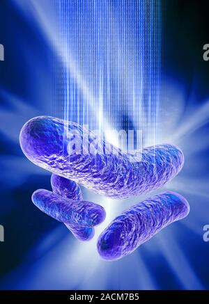 Bacterial computing, conceptual artwork. Escherichia coli bacteria (centre) with binary code data (zeros and ones). This image represents the use of b Stock Photo