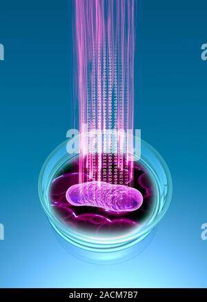 Bacterial computing, conceptual artwork. Escherichia coli bacteria (petri dish) with binary code (zeros and ones). This image represents the use of ba Stock Photo