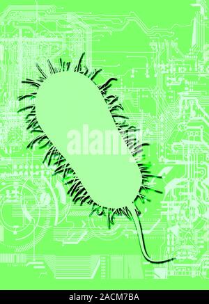 Bacterial computing, conceptual artwork. Escherichia coli bacterium with a background of computer printed circuitry. This image represents the use of Stock Photo