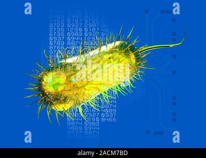Bacterial computing, conceptual artwork. Escherichia coli bacterium with a data stream and computer printed circuitry. This image represents the use o Stock Photo