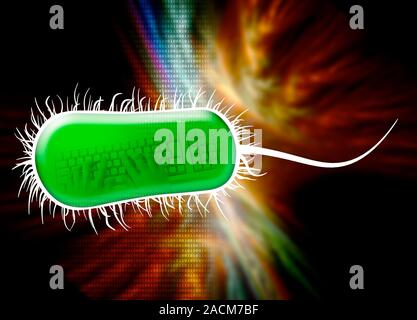 Bacterial computing, conceptual artwork. Escherichia coli bacterium with binary code (zeros and ones) and hands at a keyboard. This image represents t Stock Photo