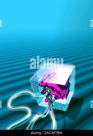 Bacterial computing, conceptual artwork. Escherichia coli bacteria (pink) in a box that represents a computer data storage device. This image represen Stock Photo