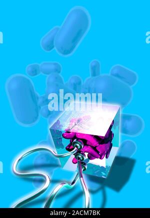 Bacterial computing, conceptual artwork. Escherichia coli bacteria (pink) in a box that represents a computer data storage device. This image represen Stock Photo