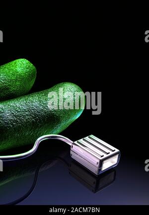 Bacterial computing, conceptual artwork. Escherichia coli bacteria (green) with a USB (Universal Serial Bus) data transfer cable. This image represent Stock Photo