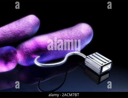 Bacterial computing, conceptual artwork. Escherichia coli bacteria (pink) with a USB (Universal Serial Bus) data transfer cable. This image represents Stock Photo