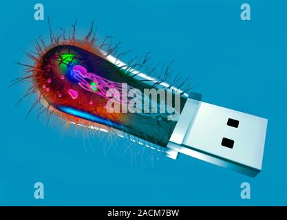 Bacterial computing, conceptual artwork. Escherichia coli bacterium (left) as a USB (Universal Serial Bus) data storage device. This image represents Stock Photo