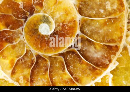 Goniatite fossil. Fossilised shell of a goniatite (Goniatites sp.) The goniatites were one of the primitive ammonoids which are found as fossils in De Stock Photo