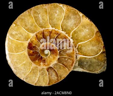 Goniatite fossil. Fossilised shell of a goniatite (Goniatites sp.) The goniatites were one of the primitive ammonoids which are found as fossils in De Stock Photo