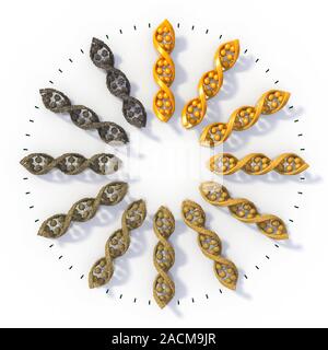 Genetic ageing, conceptual image. Computer artwork of DNA molecules on a clock-face, representing the degradation and damage that occurs to genes over Stock Photo
